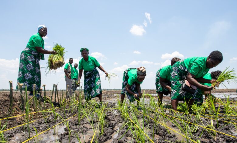 País aposta na massificação da produção de alimentos