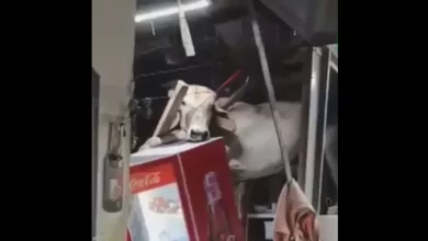 Vaca em fuga cai no telhado de um bar no Brasil. Eis as imagens