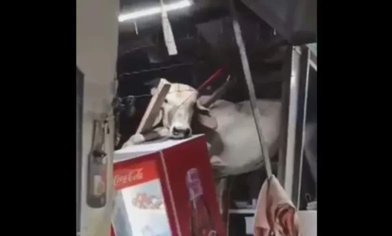 Vaca em fuga cai no telhado de um bar no Brasil. Eis as imagens