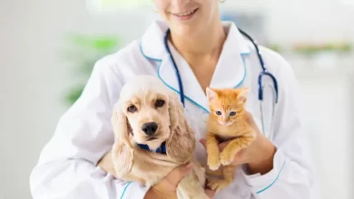Veterinários pedem justiça fiscal e IVA a 6% para os animais de companhia
