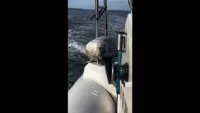 "A grande fuga": Foca escapa a orcas ao subir à popa de barco. Veja
