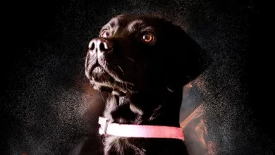 "Heroína". Bombeiros homenageiam cadela no último dia de vida