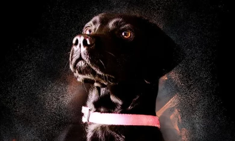"Heroína". Bombeiros homenageiam cadela no último dia de vida
