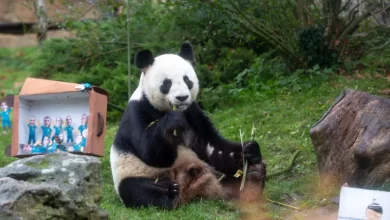 "Vai ser muito difícil". França despede-se dos pandas Huan Huan e Yuan Zi