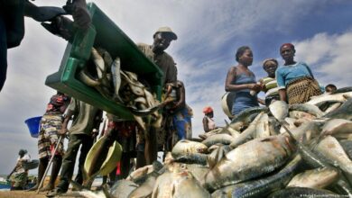 Estado perde anualmente 70 milhões dólares devido à pesca ilegal