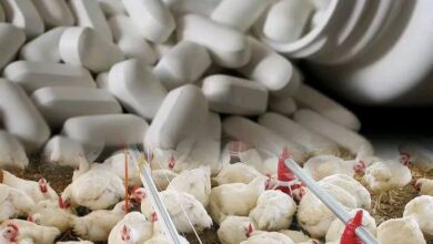 MISAU investiga alegada produção de frangos com base em antiretrovirais em Tete