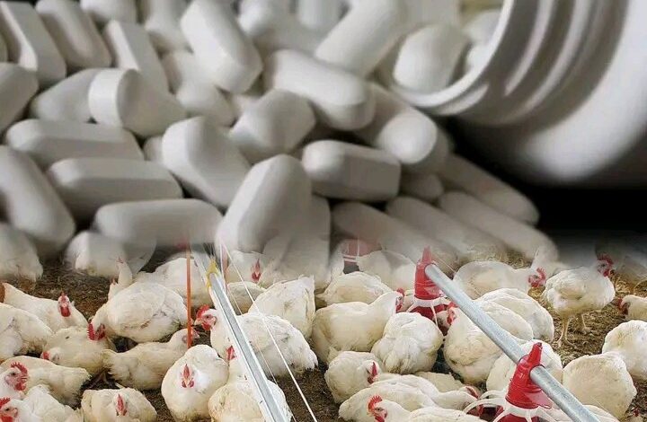 MISAU investiga alegada produção de frangos com base em antiretrovirais em Tete