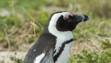 Pinguins-africanos foram vítimas de fome em massa na África do Sul