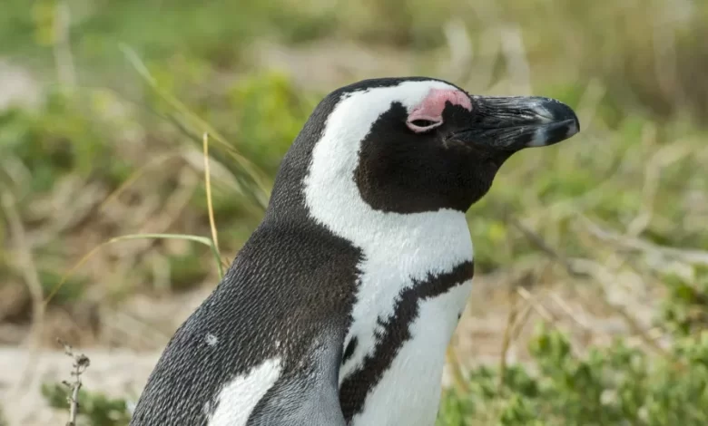 Pinguins-africanos foram vítimas de fome em massa na África do Sul