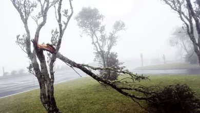 Quedas de árvores e derrocadas. Mau tempo causa 30 ocorrências nos Açores