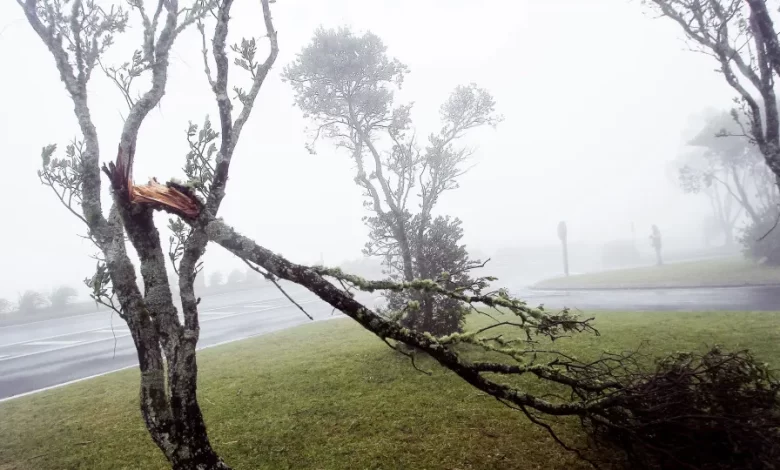 Quedas de árvores e derrocadas. Mau tempo causa 30 ocorrências nos Açores