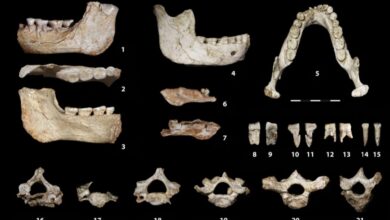 Descoberta palentológica no Marrocos “tira da caverna’’ período-chave na evolução humana