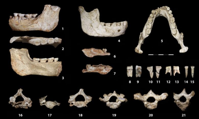 Descoberta palentológica no Marrocos “tira da caverna’’ período-chave na evolução humana