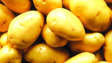 Melhora produção de batata em Gorongosa