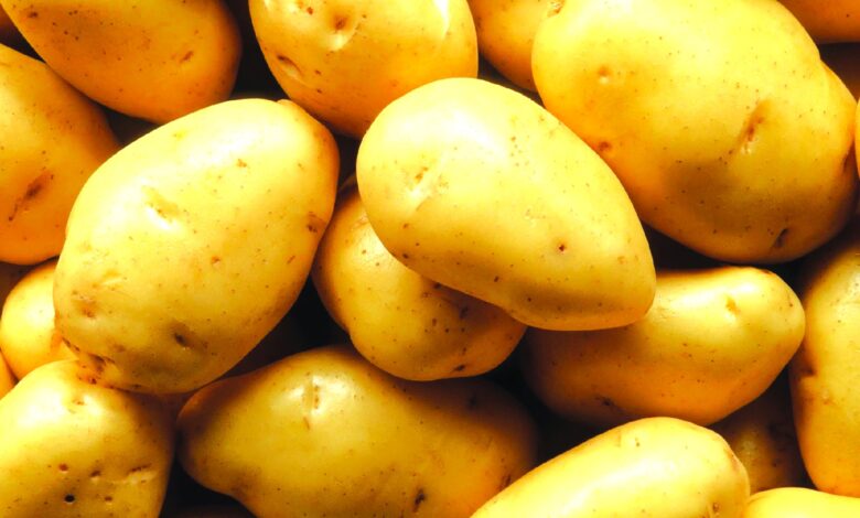 Melhora produção de batata em Gorongosa