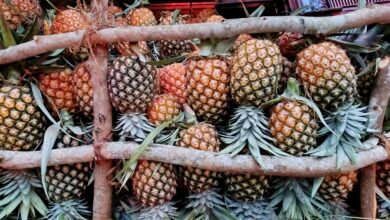 Produtos alimentares deterioram em Magul