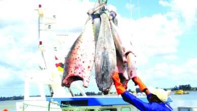 Reduzem exportações de pescado