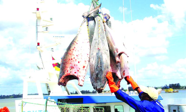Reduzem exportações de pescado