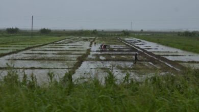 Agricultores perdem mais de 260 mil hectares
