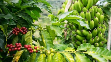 BANANA E CAFÉ: Guijá perde produção e diverso equipamento agrícola