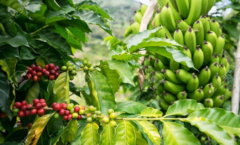 BANANA E CAFÉ: Guijá perde produção e diverso equipamento agrícola