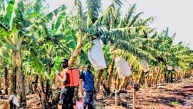 Guijá perde produção de banana e café