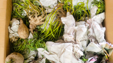 NO AEROPORTO INTERNACIONAL DE MAPUTO: Apreendidas plantas na rota do contrabando