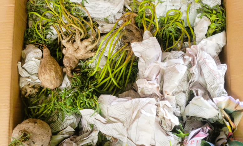 NO AEROPORTO INTERNACIONAL DE MAPUTO: Apreendidas plantas na rota do contrabando