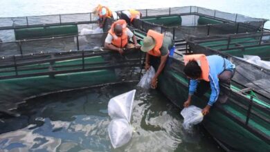 Reforçada produção de peixe em Chipalapala
