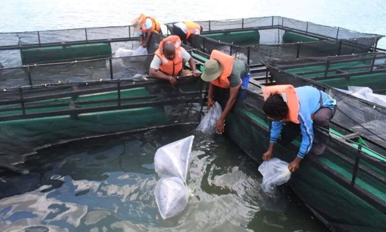 Reforçada produção de peixe em Chipalapala
