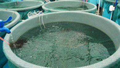 Sofala precisa de 18 milhões de meticais para salvar a aquacultura local