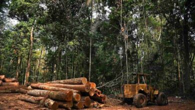 Aprovada quota para exploração florestal