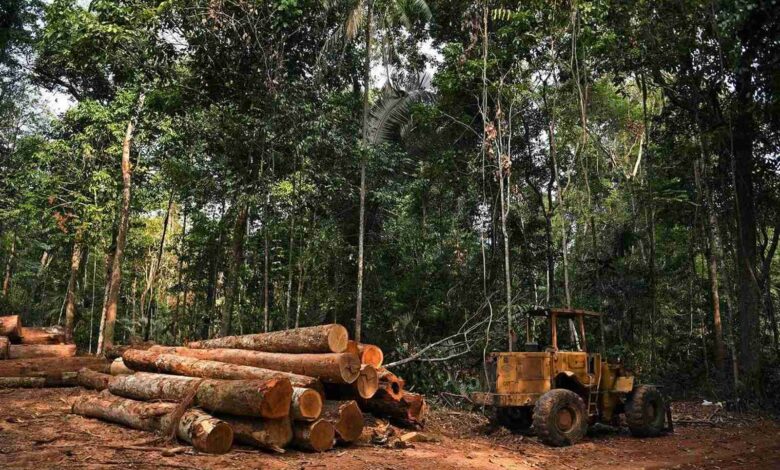 Aprovada quota para exploração florestal