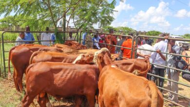 EM MAPUTO: Criadores de gado recebem espécie para melhoramento genético