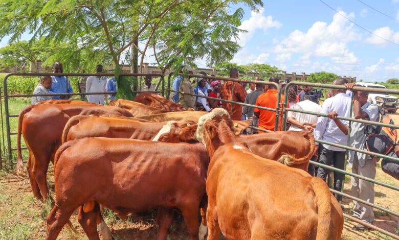 EM MAPUTO: Criadores de gado recebem espécie para melhoramento genético