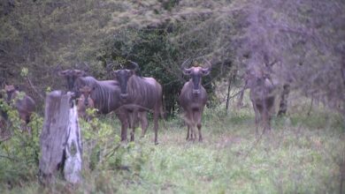 Furtivos flagrados com carcaças de animais no Parque do Zinave