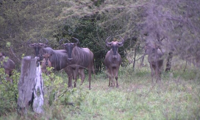 Furtivos flagrados com carcaças de animais no Parque do Zinave