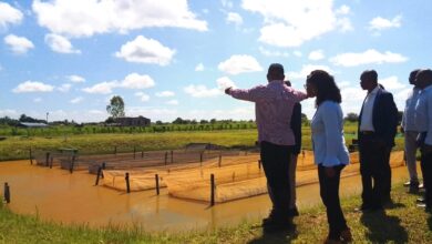 Investidos USD 120 milhões em projectos de aquacultura