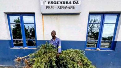 Plantou suruma no quintal