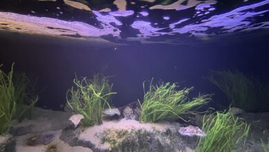Um domingo no segundo maior oceanário da Europa