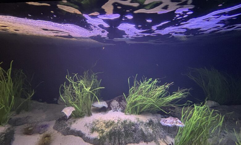Um domingo no segundo maior oceanário da Europa