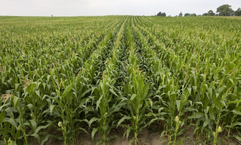 Zambézia arrecada mais de 20 mil milhões de meticais na campanha agrária