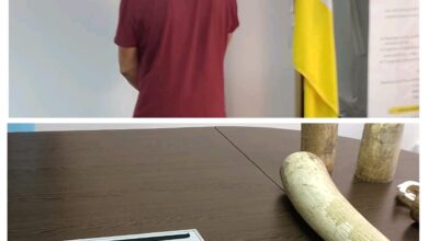 Cidadão chinês detido na posse de 200 kg de pontas de marfim