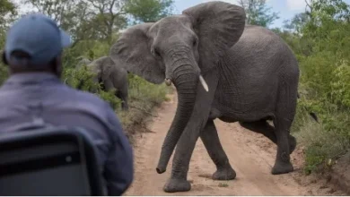 Conflito homem-fauna faz 75 mortos em Tete