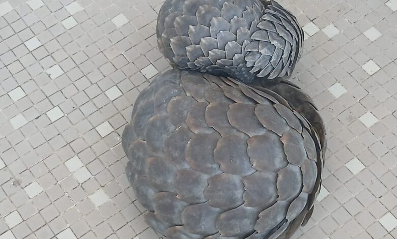 Detidos a tentar vender pangolins