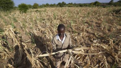 Efeitos climáticos ameaçam segurança alimentar em Tete