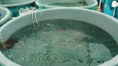 Sofala aposta na chegada de 200 gaiolas para reerguer aquacultura