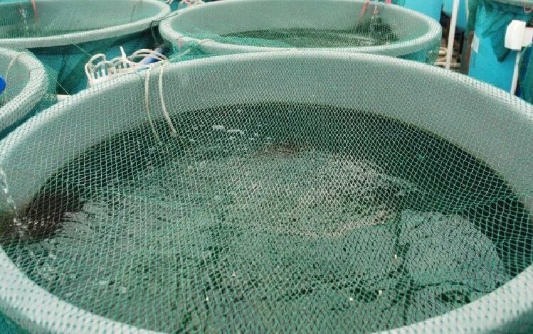 Sofala aposta na chegada de 200 gaiolas para reerguer aquacultura