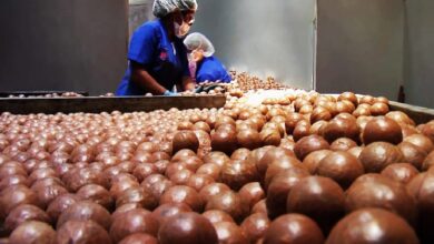 Província de Maputo aposta na exportação de macadâmia para mercados externos