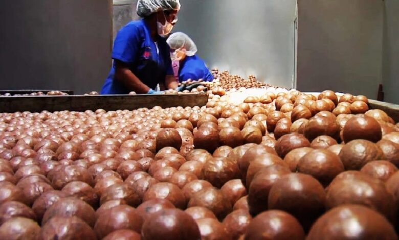 Província de Maputo aposta na exportação de macadâmia para mercados externos